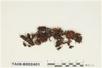 藏品(砂苔屬)的圖片